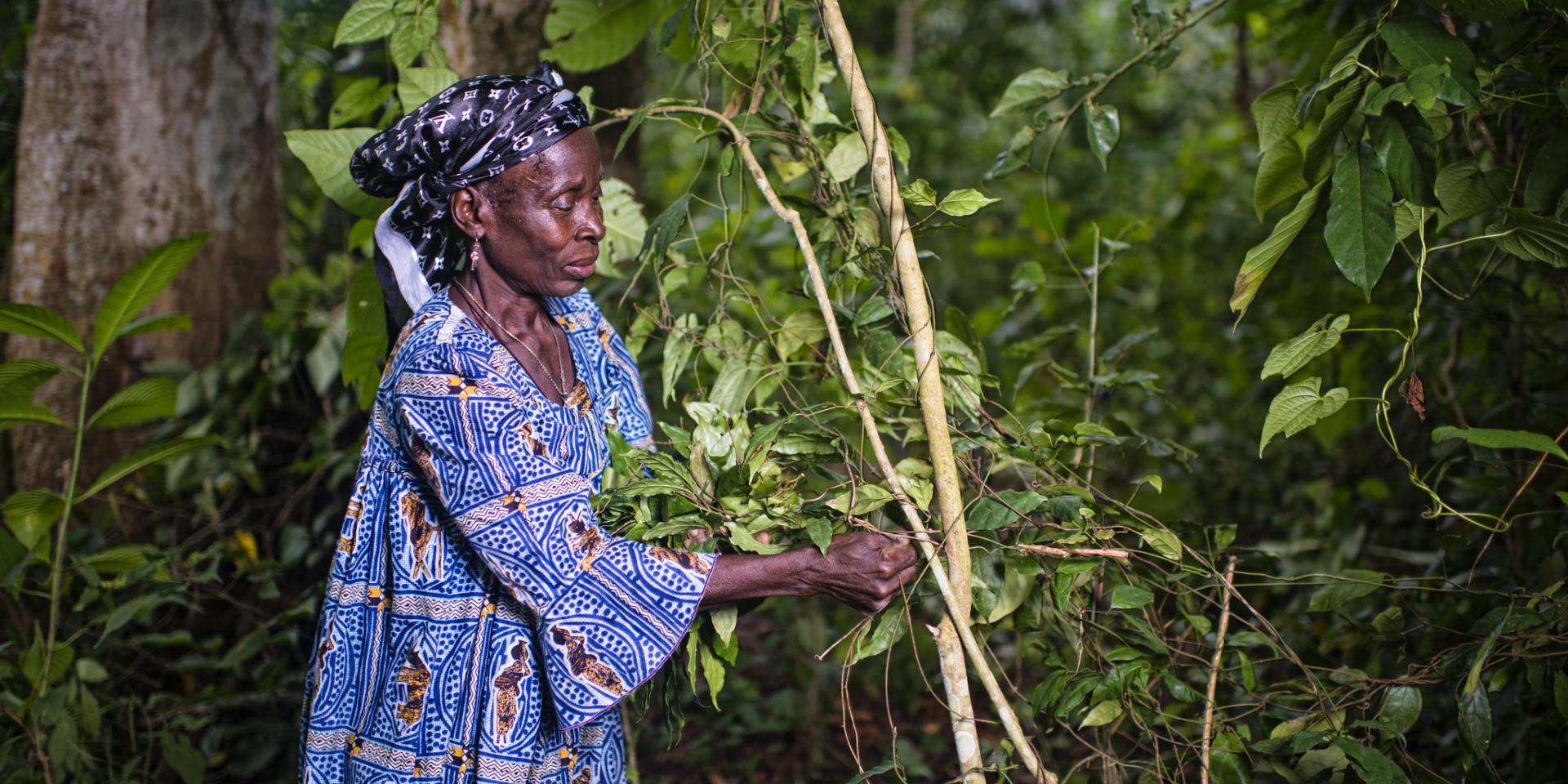 Diolo Celine harvests all the leaves from Gnetum in the village of Minwoho, Lekié, Center Region, Cameroon. 