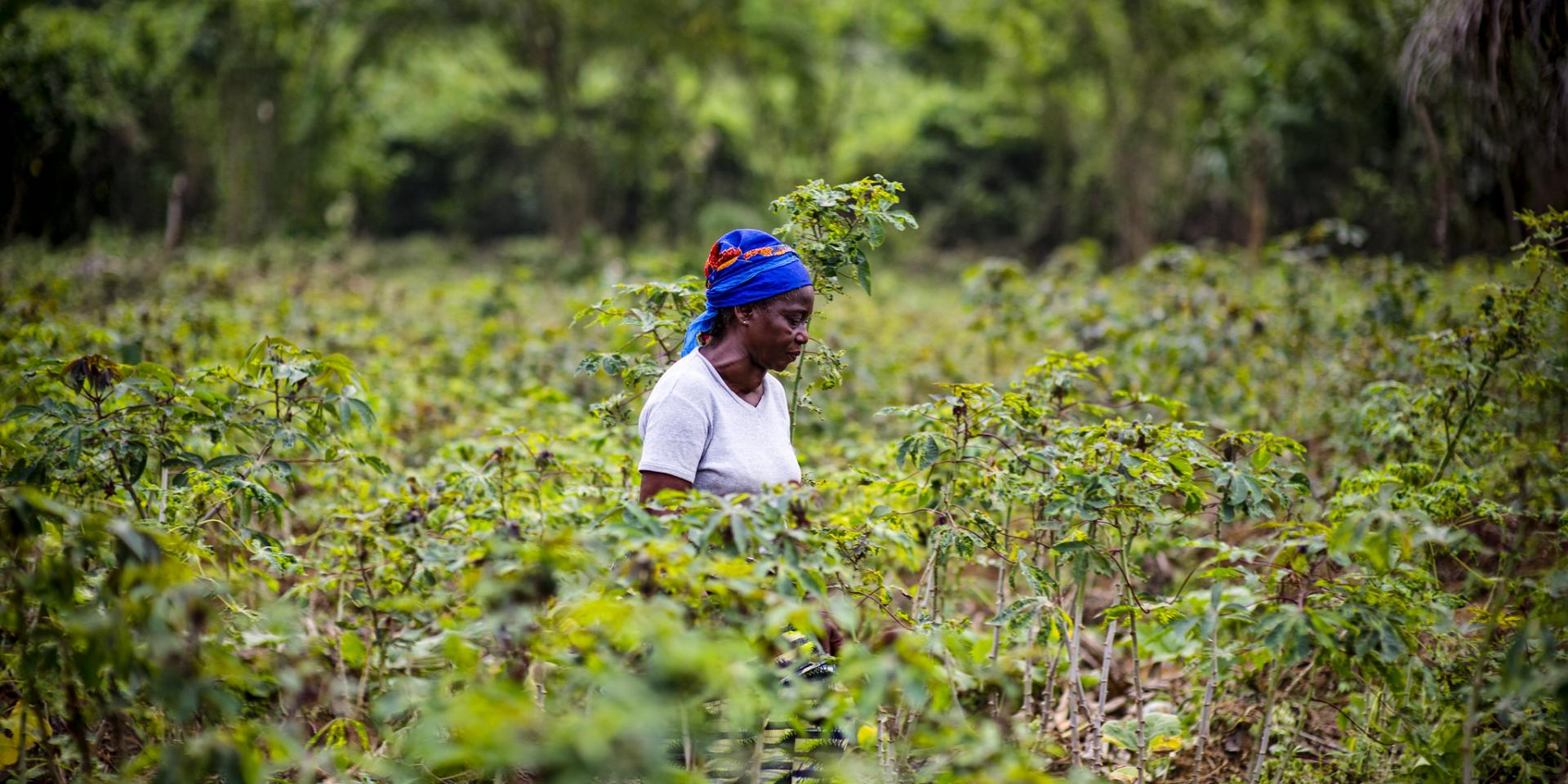 Angelique Ipanga, a teacher and also farmer in a manioc field, Lukolela, Democratic Republic of Congo,