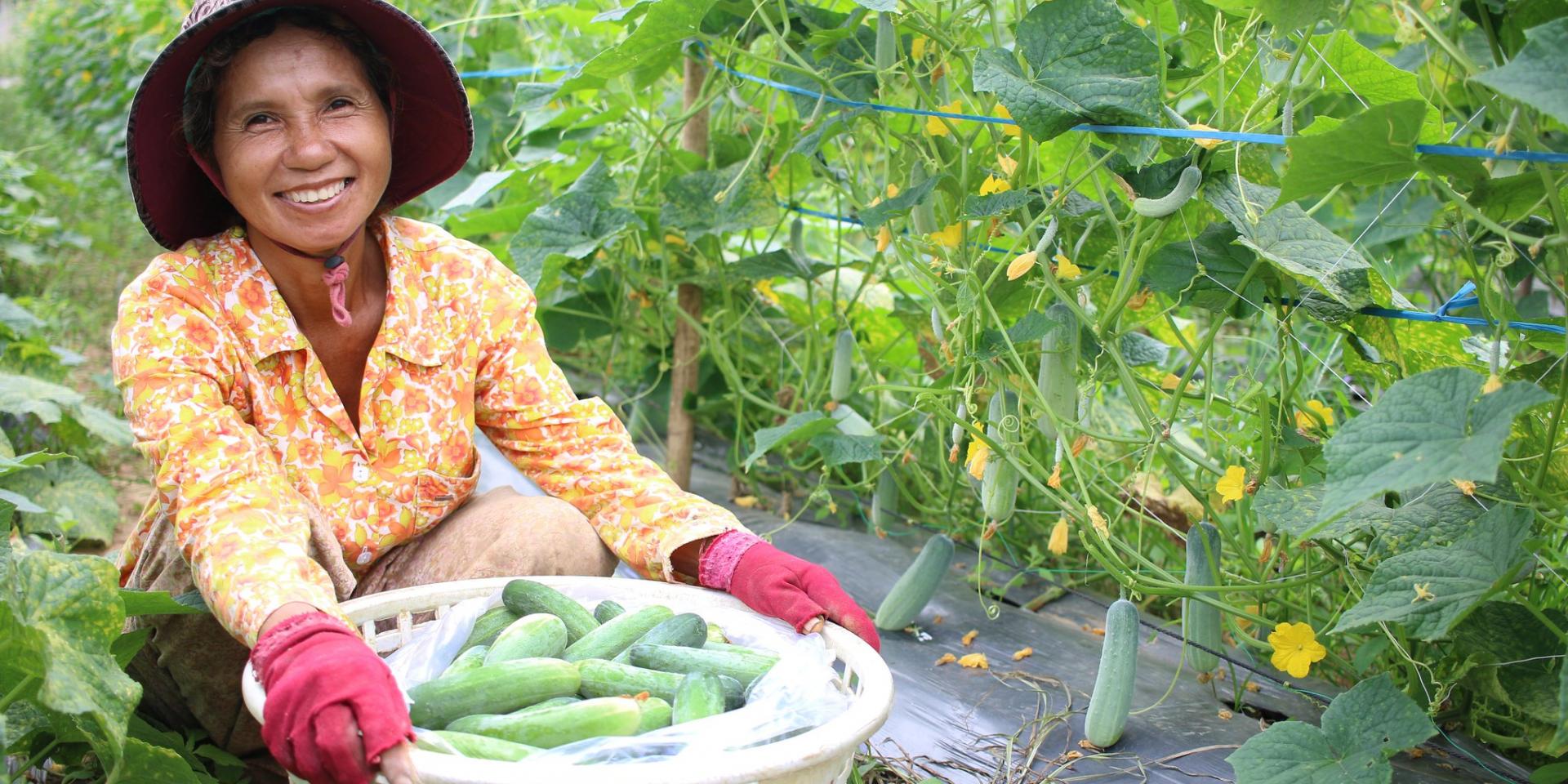 Farmer Chun Sokhom collects cucumber to sell to a new buyer connected by Feed the Future Cambodia Harvest II.