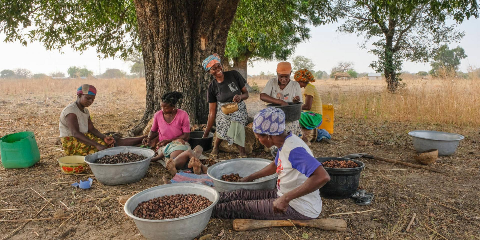 Shea butter production process