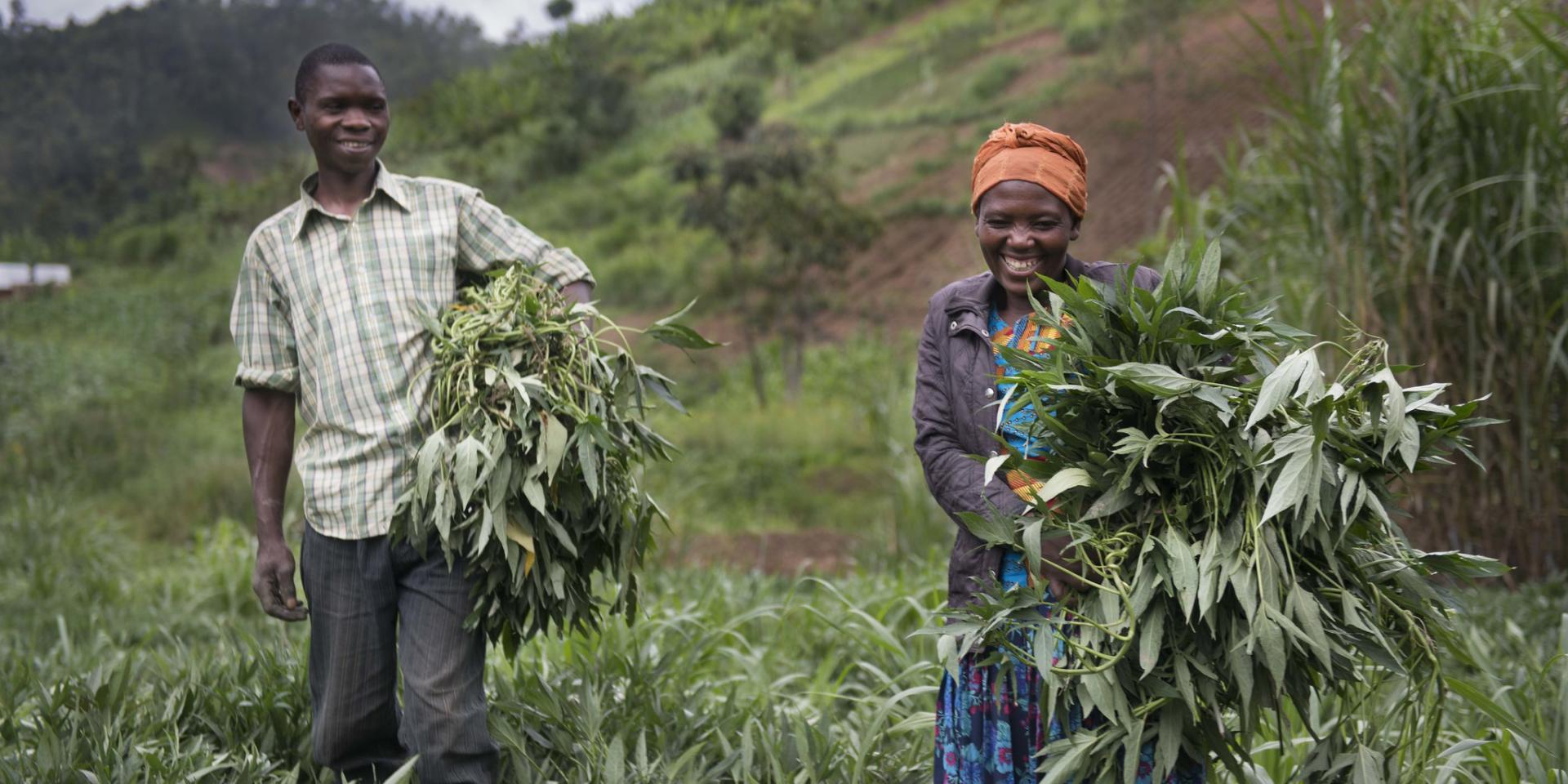 The first time Jean and his wife Triphene started growing Orange Flesh Sweet Potato vines they earned 100,000 Rwf and bought a cow.