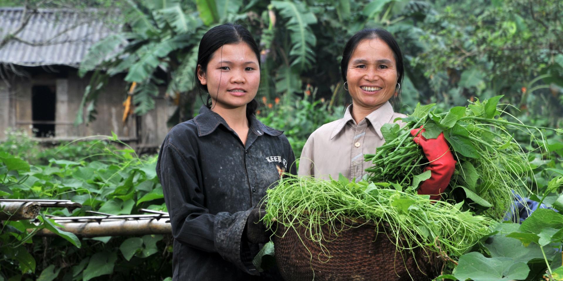 Following the chayote market chain in Hua Bin province, NW Vietnam.