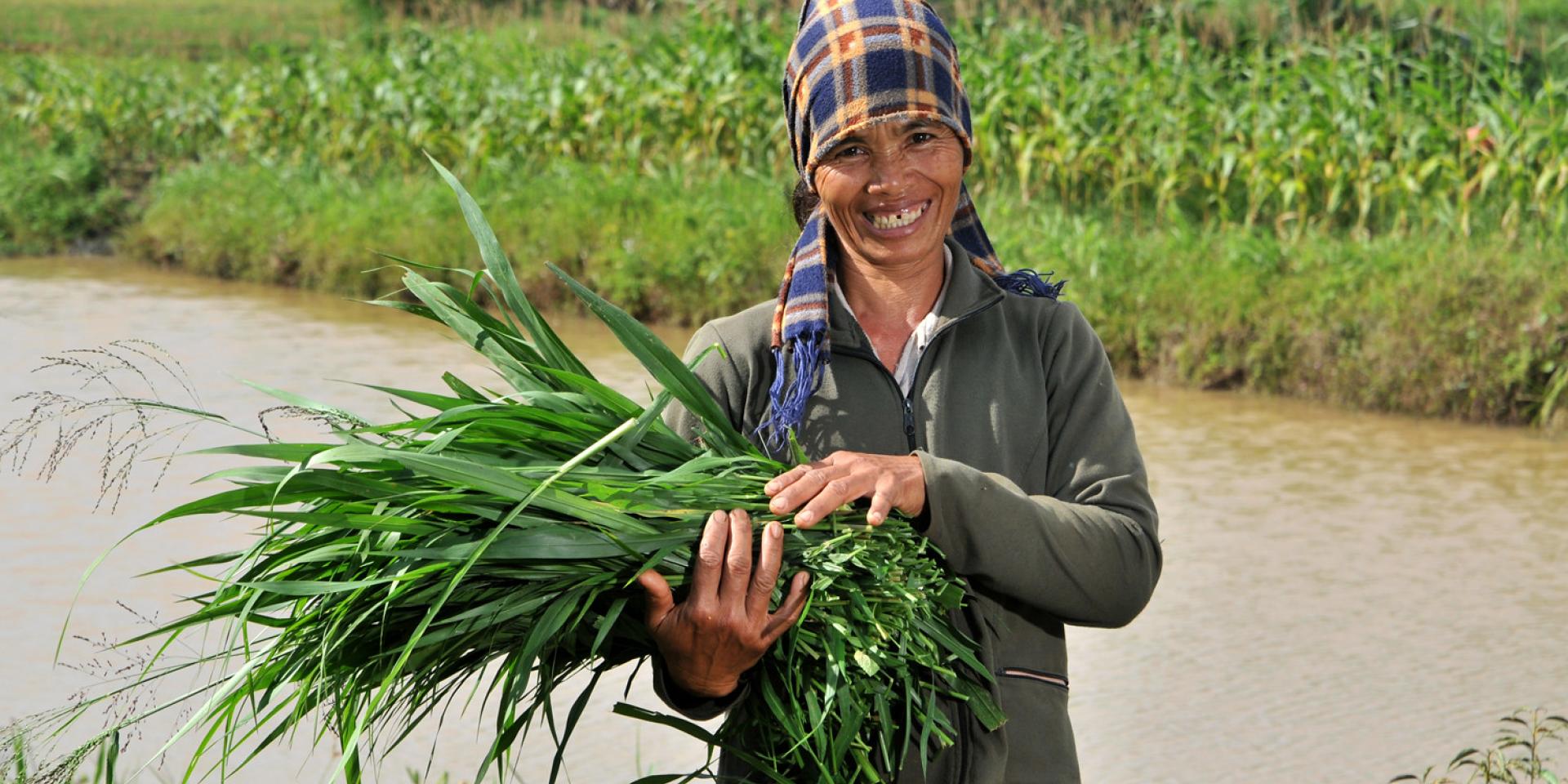 Pic by Neil Palmer (CIAT). Improved CIAT forages in Dak Lak province, in the central highlands of Vietnam. 