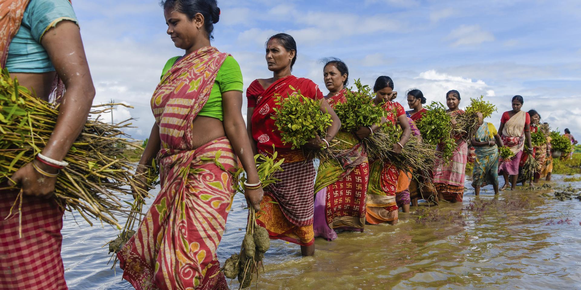 Mangrove Plantation Drive, a group of women walking through shallow water, carrying mangrove saplings. 