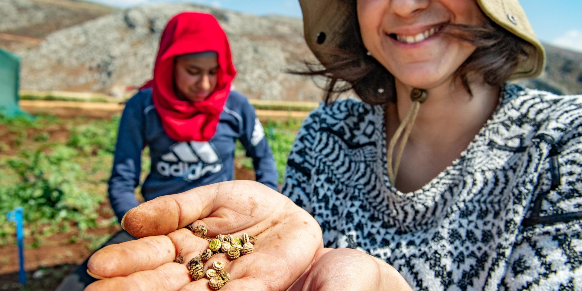 ostelle Al Beyrouthy. Collecting Medicago seed in regeneration plots of ICARDA Terbol.