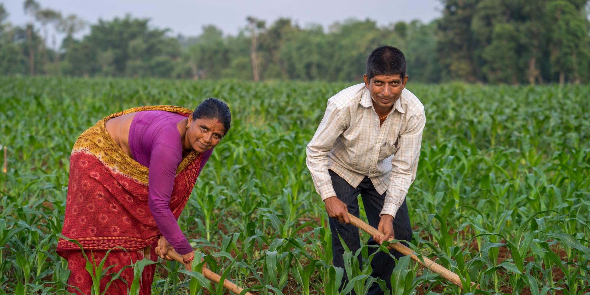 CIMMYT Photo