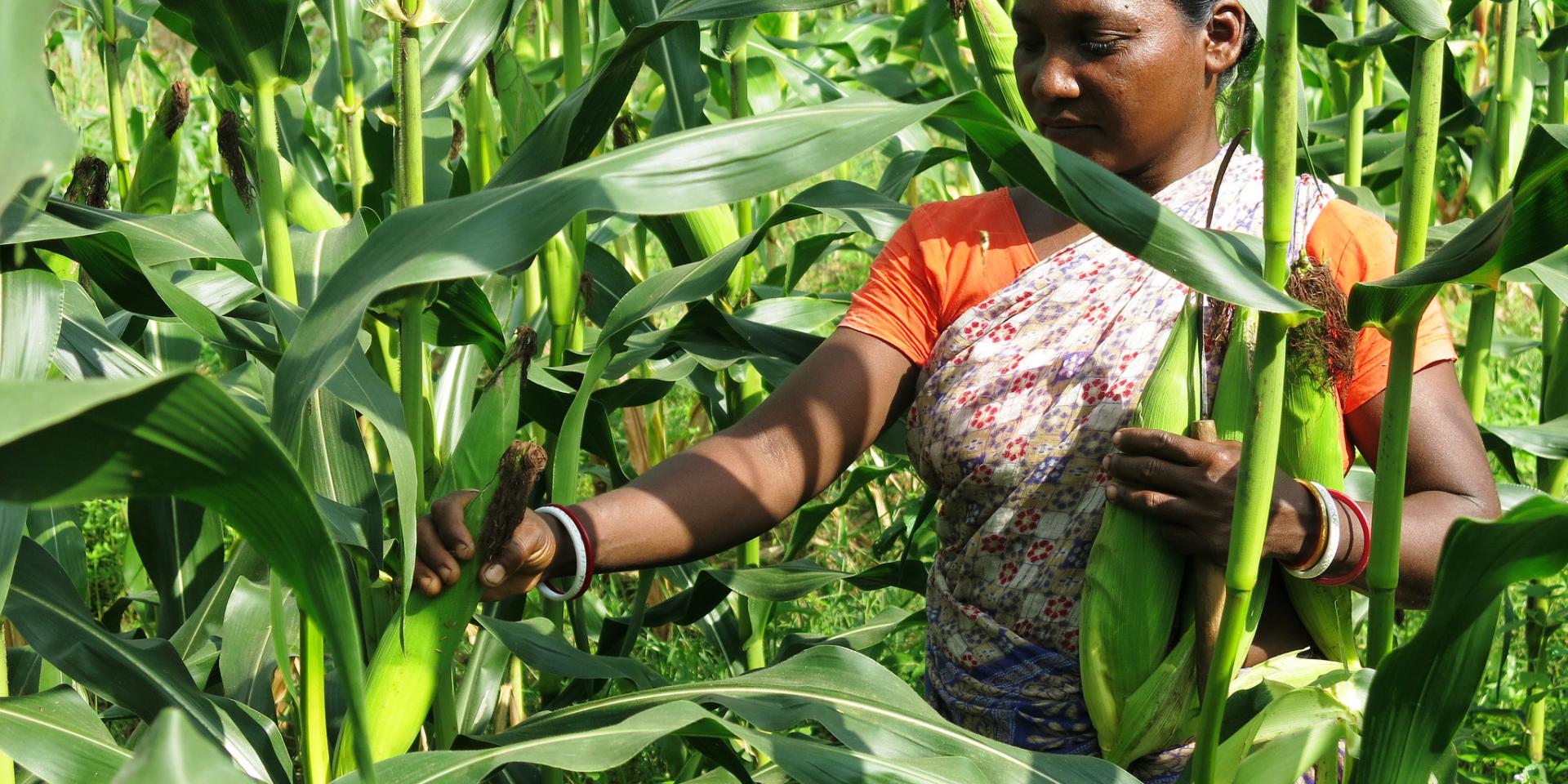 A farmer in her plantation