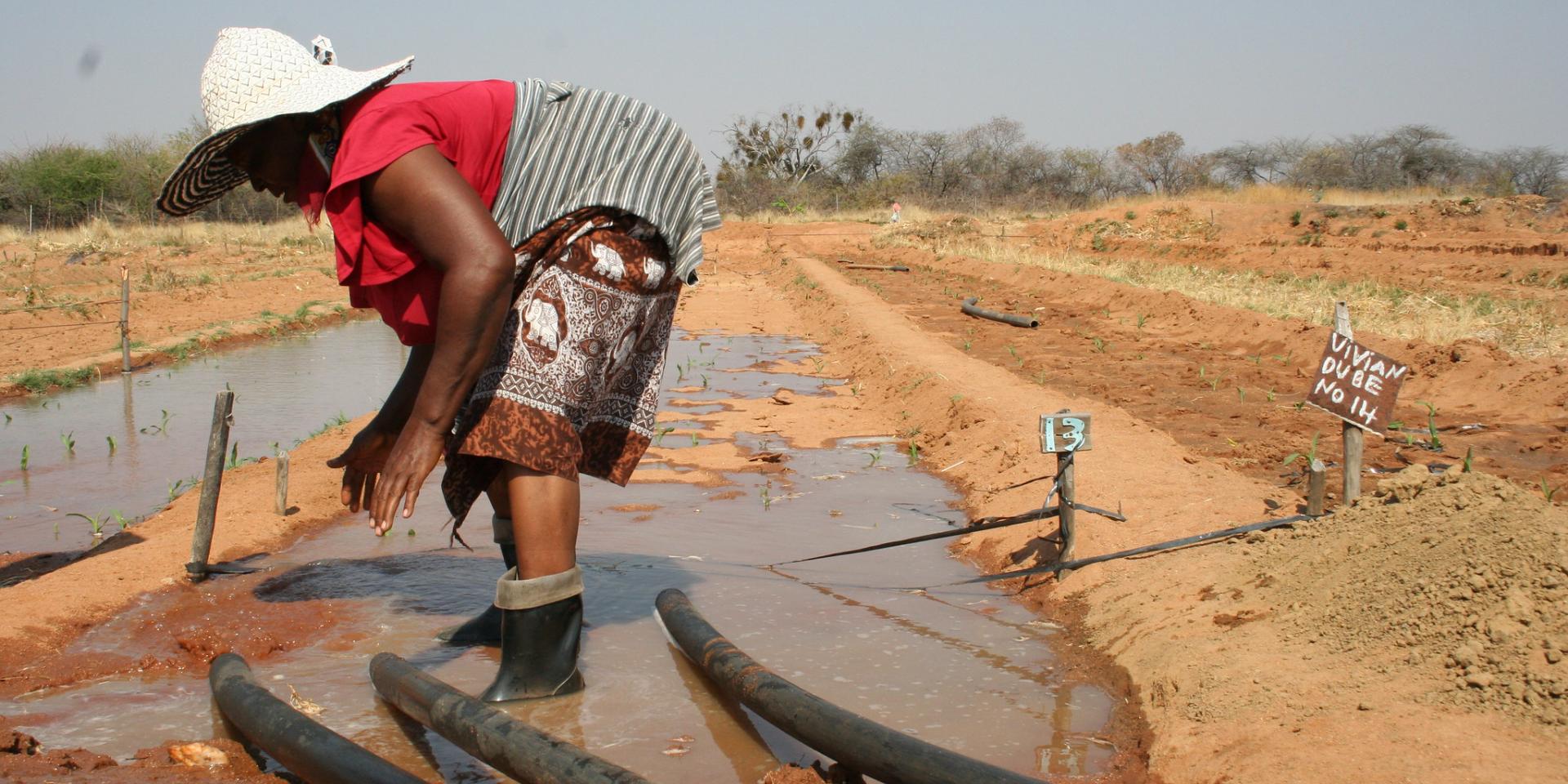 A farmer irrigates her field