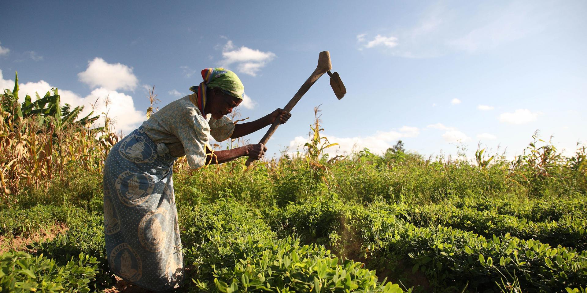 Groundnut farmer in Malawi