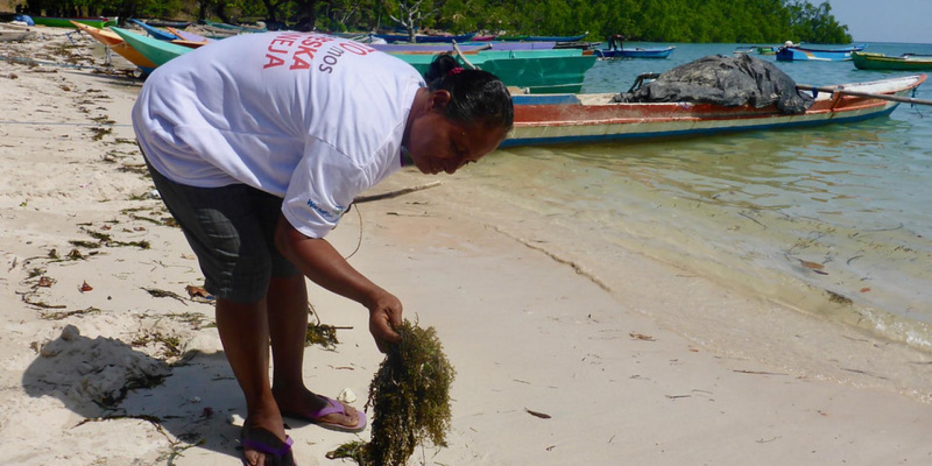 Woman collecting seaweed