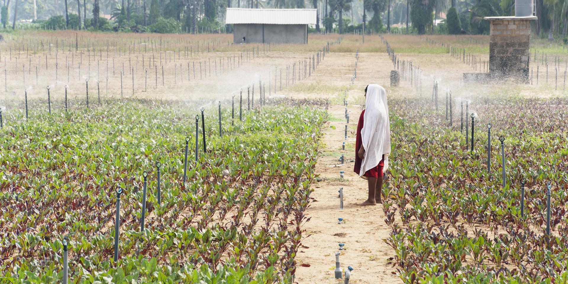 Sprinkler system on farm in Sri Lanka. Photo: Hamish John Appleby / IWMI.