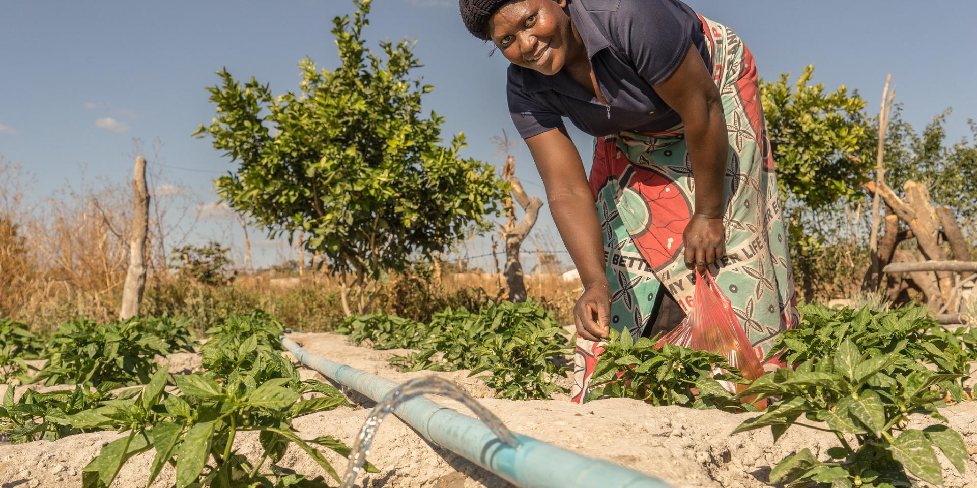 Accelerating Adoption Of Climate-smart Agriculture | CGIAR GENDER ...