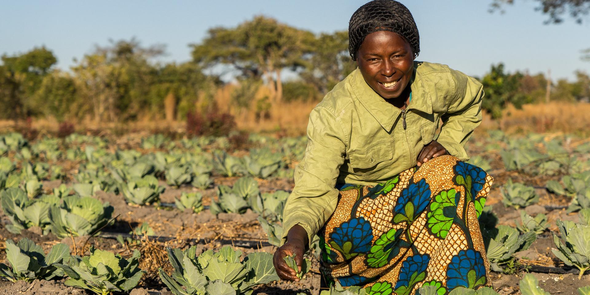 Drip irrigation used on a cabbage farm in Ghana