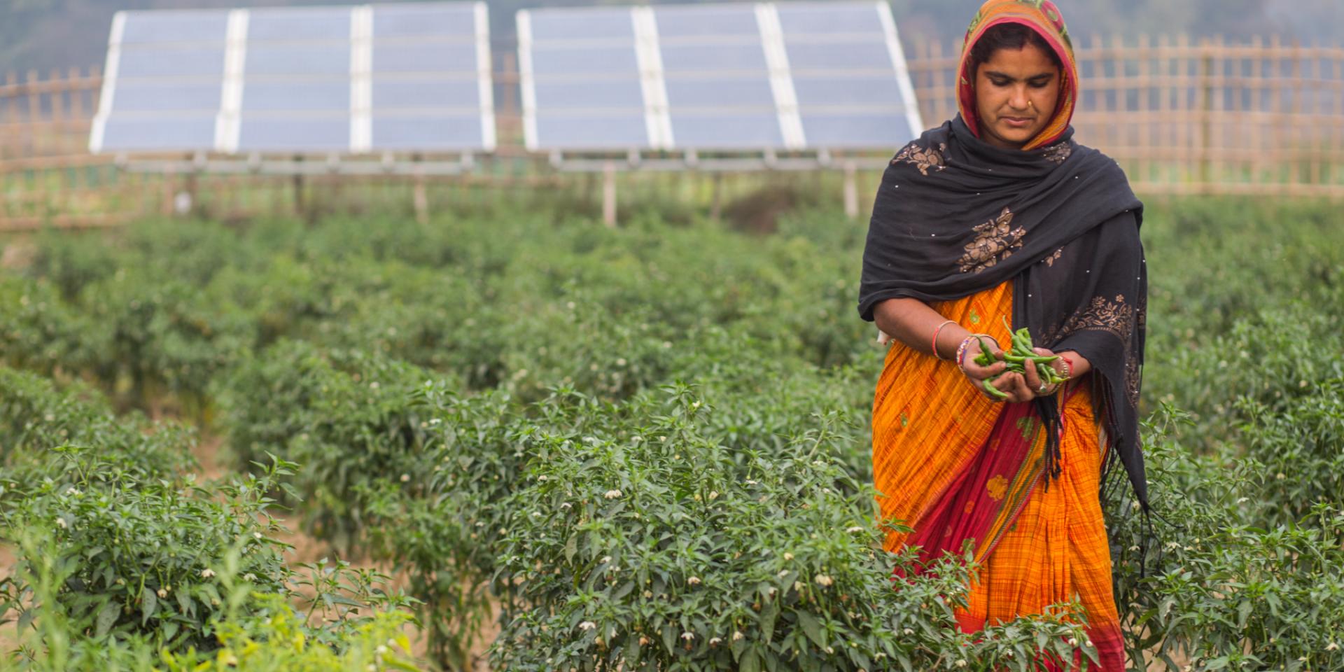 Vegetable farmer who uses solar pumps for irrigation in the Kamalpur, Surunga Municipality 2, Saptari District of Nepal.