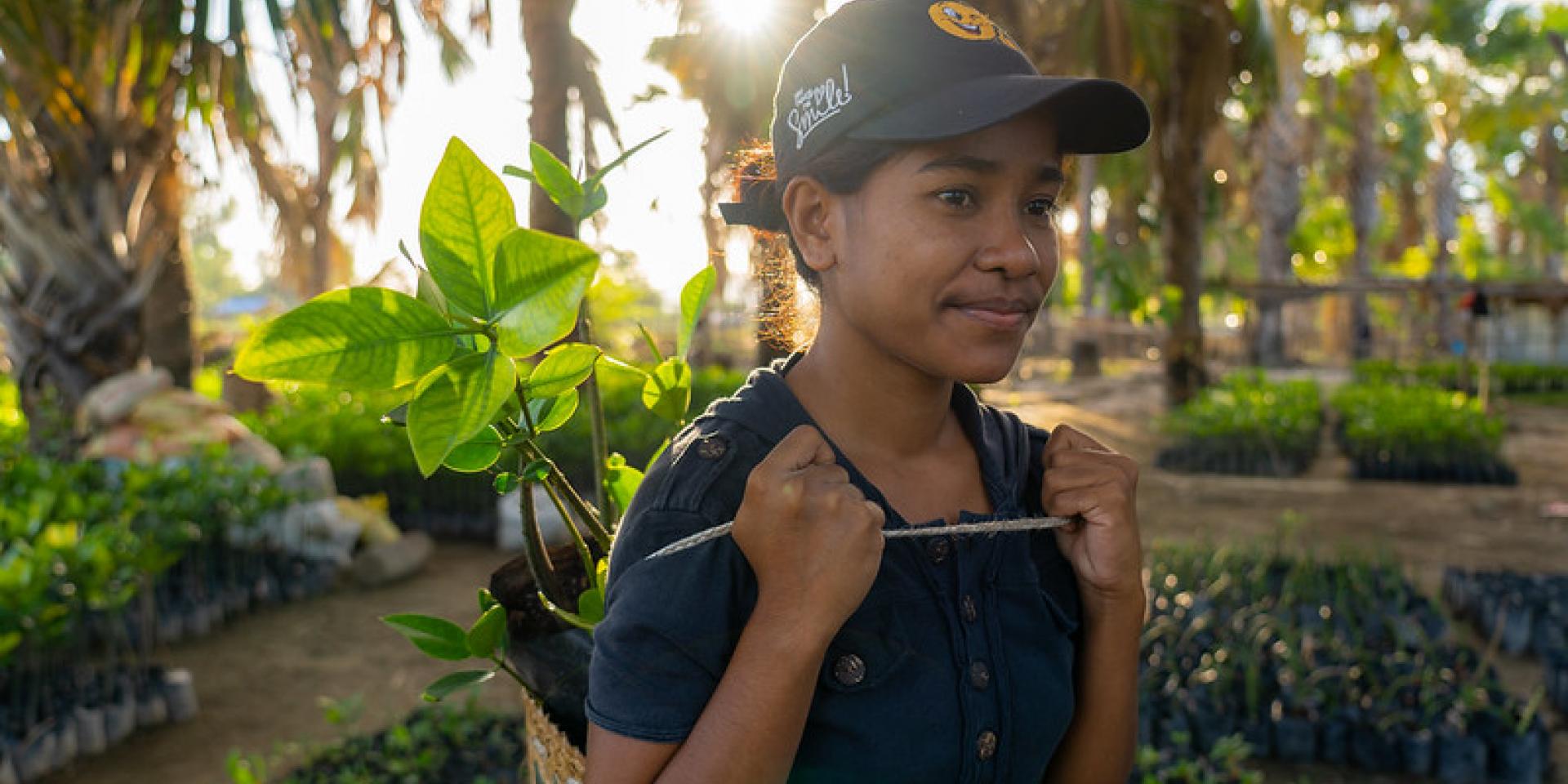 Planting mangroves, Timor-Leste