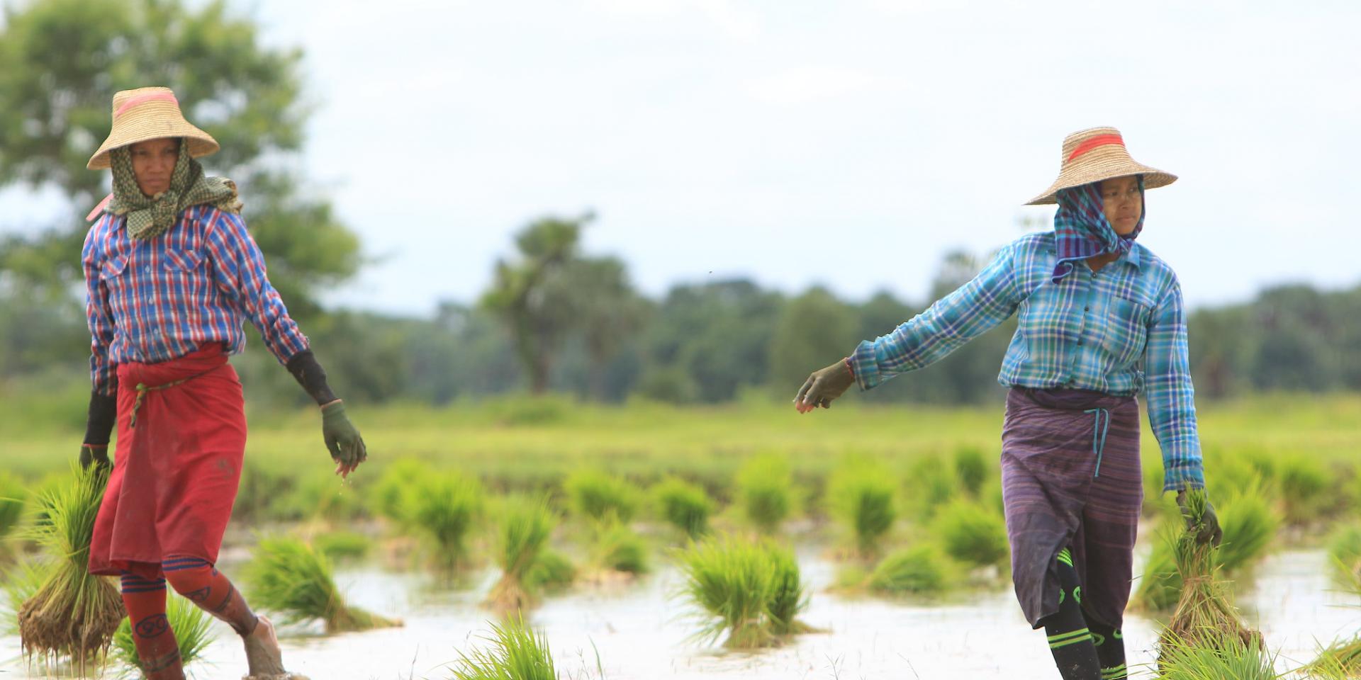 Women engaged in paddy transplanting. Pyawt Ywar Irrigation Scheme, Myinmu Township, Sagaing District, Myanmar.