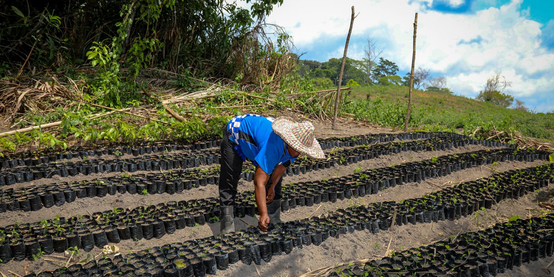 tree nursery