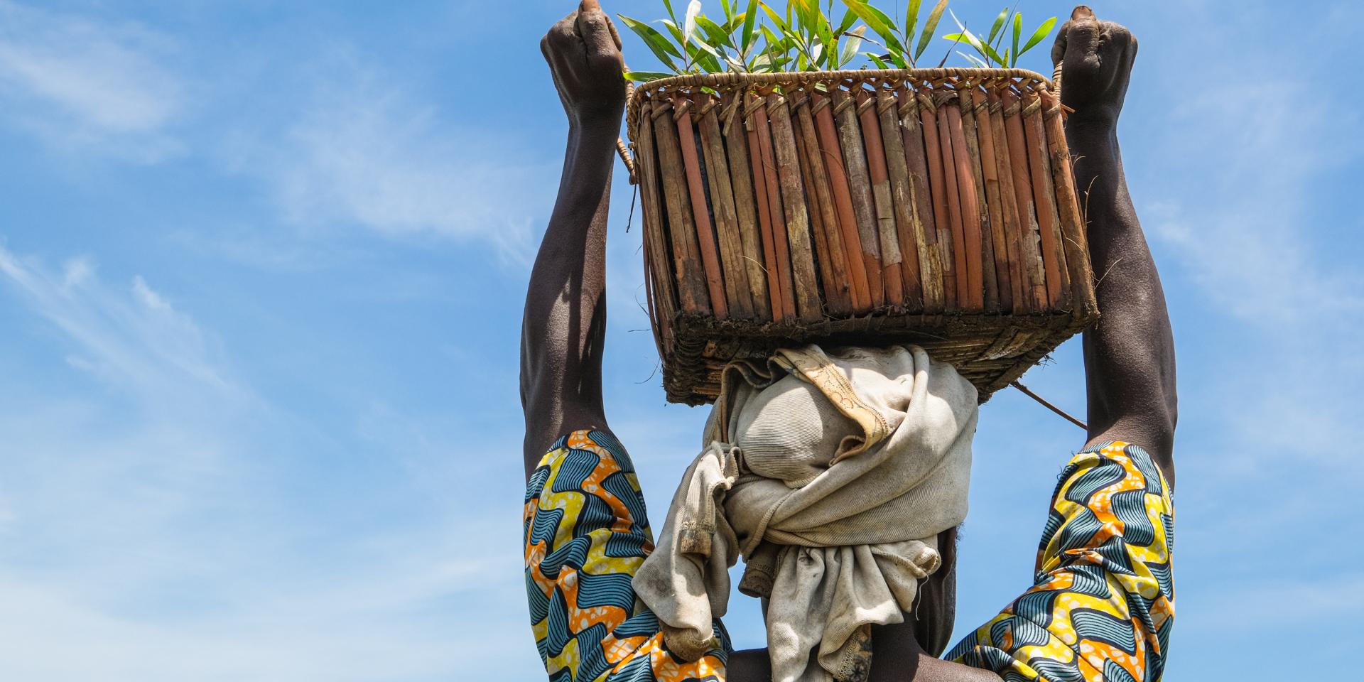 April 2021 acacia plantation near the village of Moussa, Yangambi - DRC.