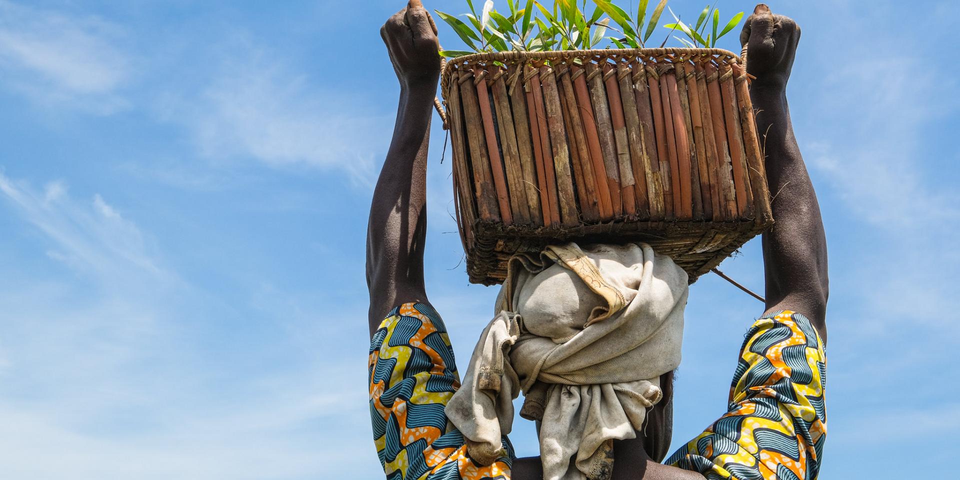 April 2021 acacia plantation near the village of Moussa, Yangambi - DRC.