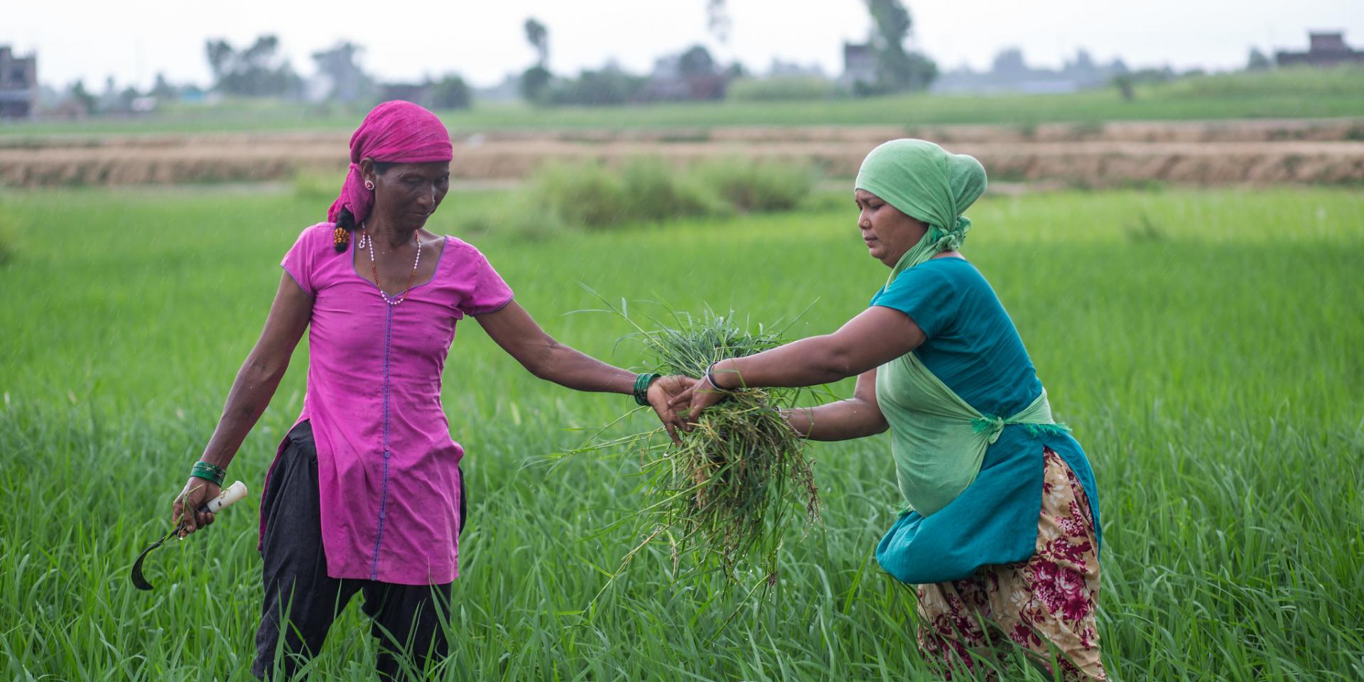 women working on a rice paddy