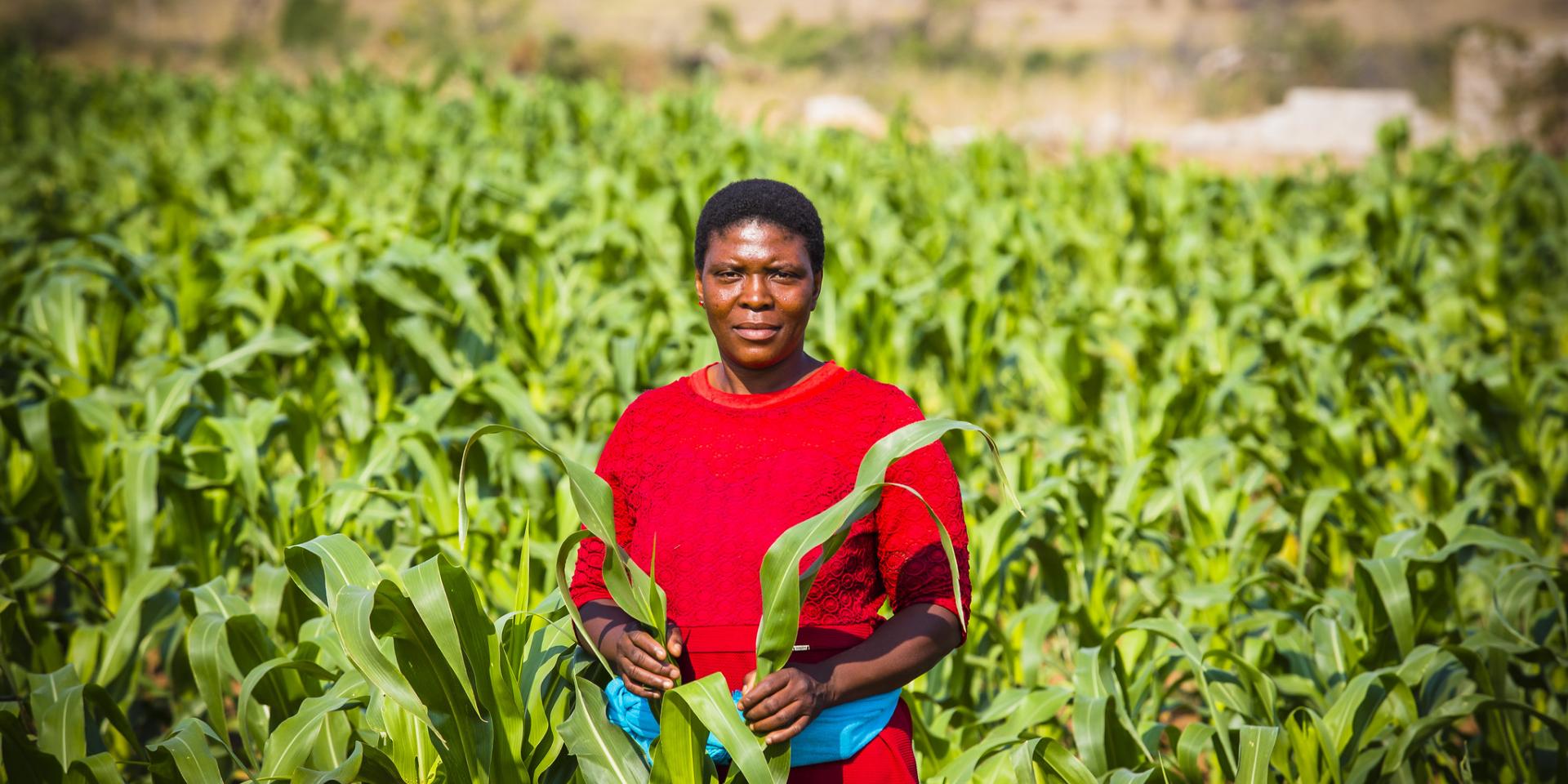 Farmer with her maize crop, Chochocho Irrigation Scheme located in the Inkomati Catchment, South Africa.