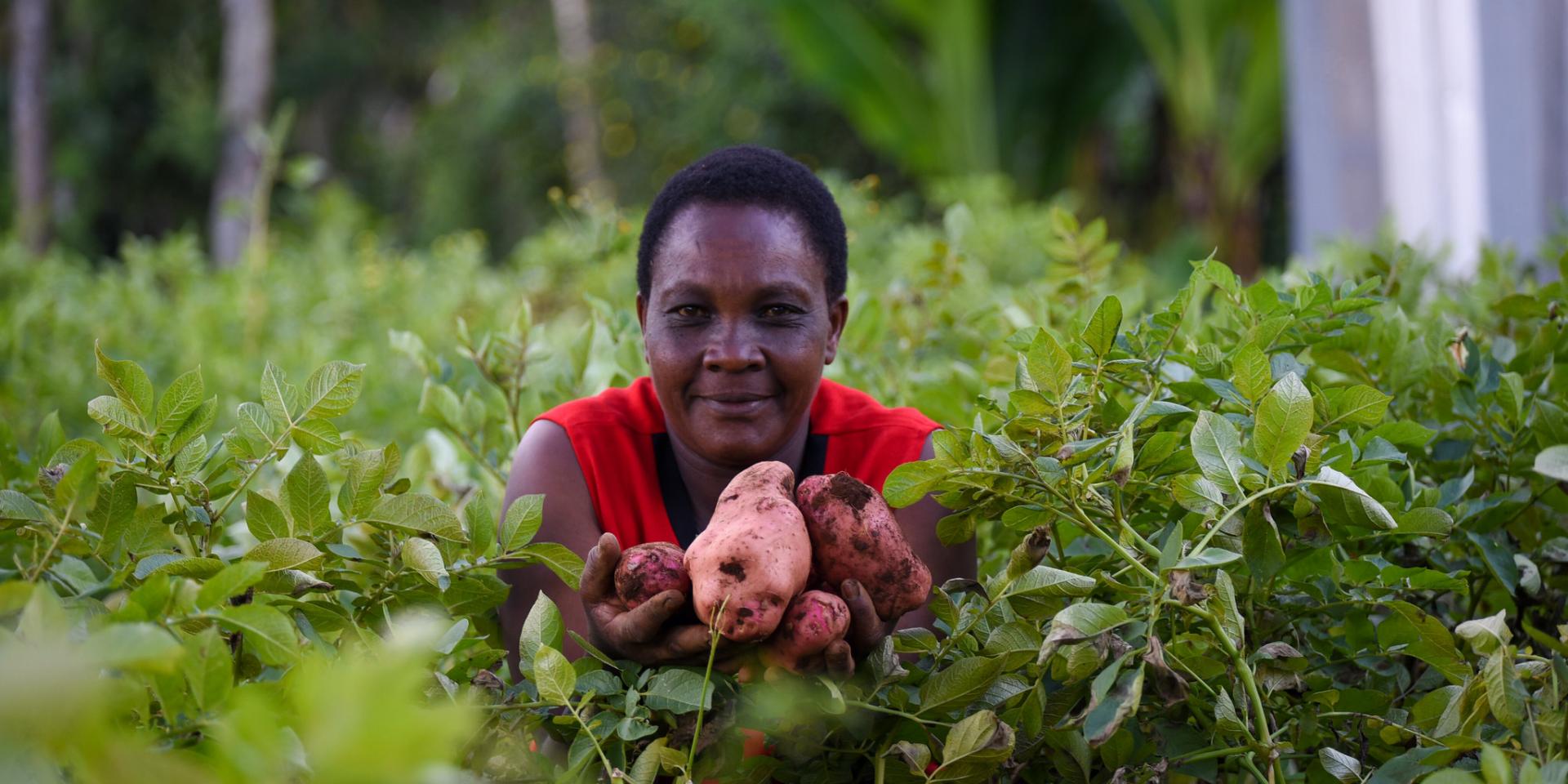 Rooted apical cuttings technology, Meru