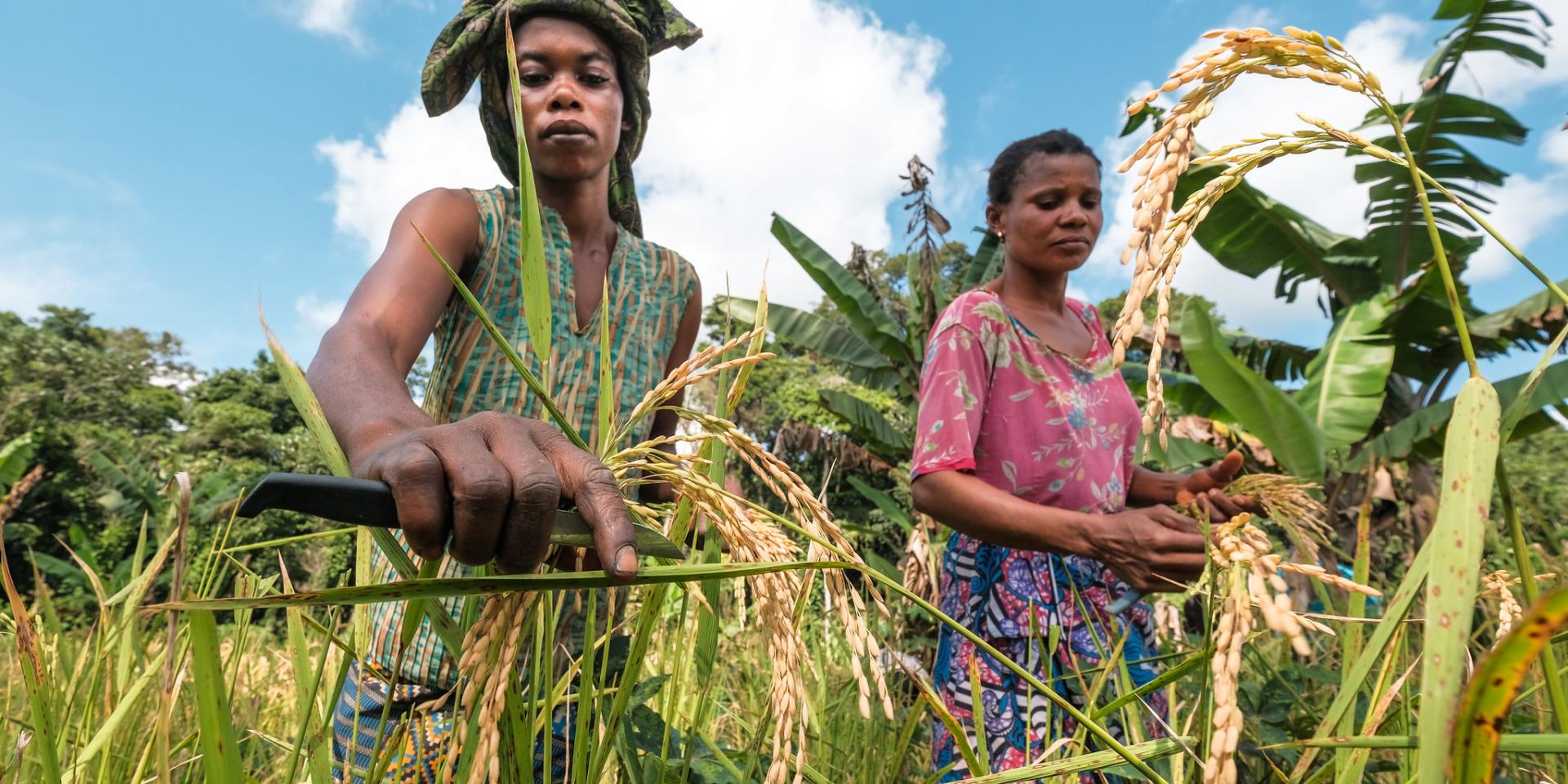 Rice farmers