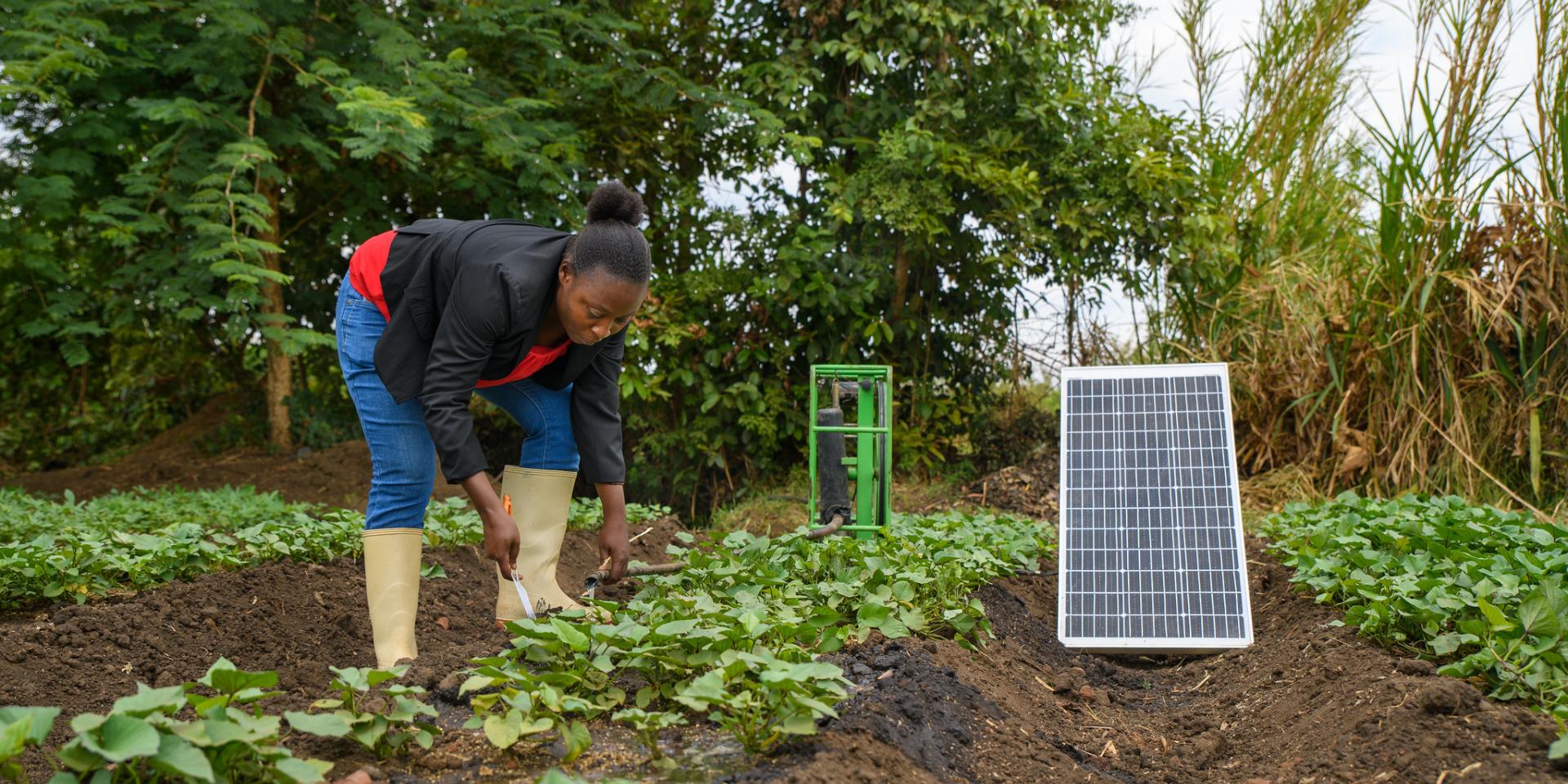 Farmer with solar panel