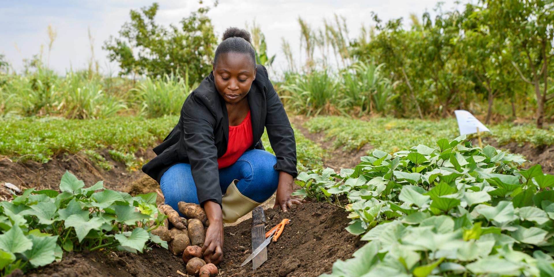 Potato farmer