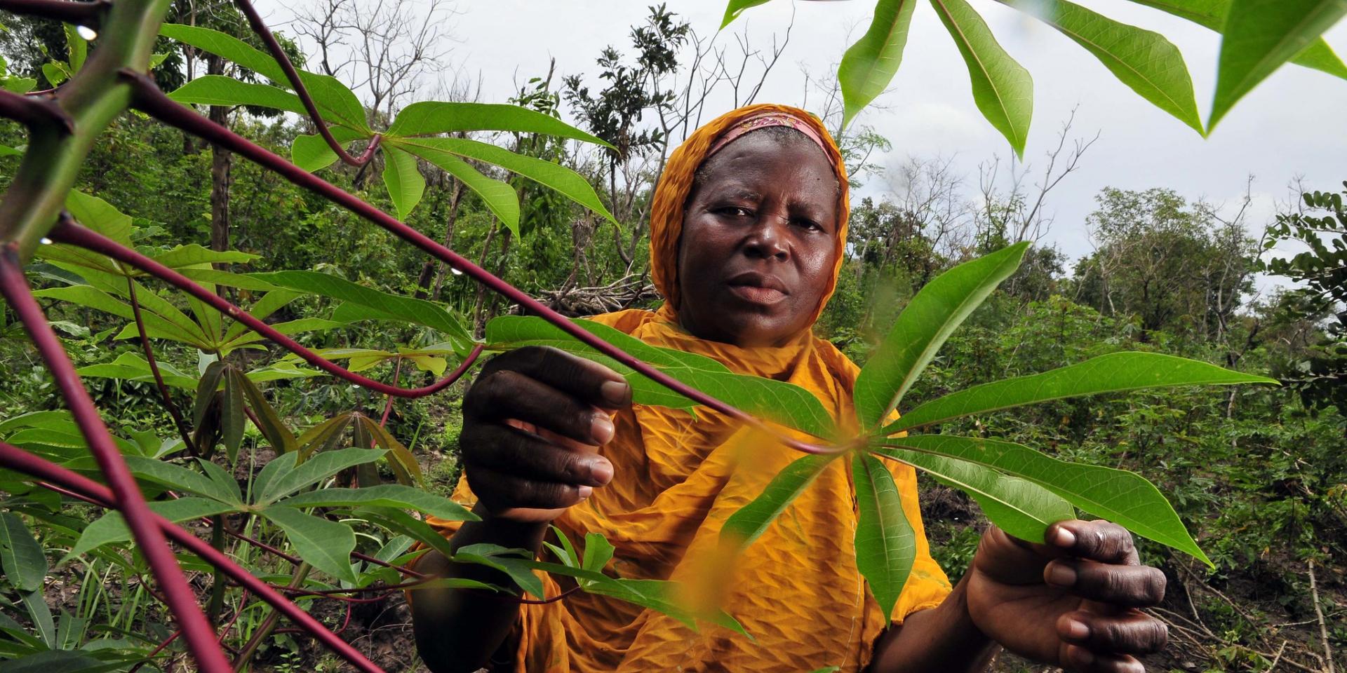 A cassava farmer 