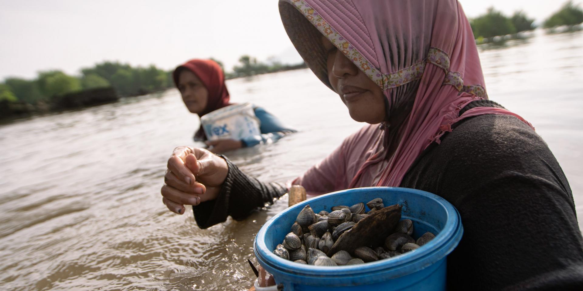 Restoring Coastal Landscape for Adaptation-Integrated Mitigation Program Bibit rahayu (black shirt) can collect a bucket full of oysters and shellfish obtained in the Pangpang Bay area, Muncar District, Banyuwangi Regency.     Photo by Rifky/CIFOR-ICRAF