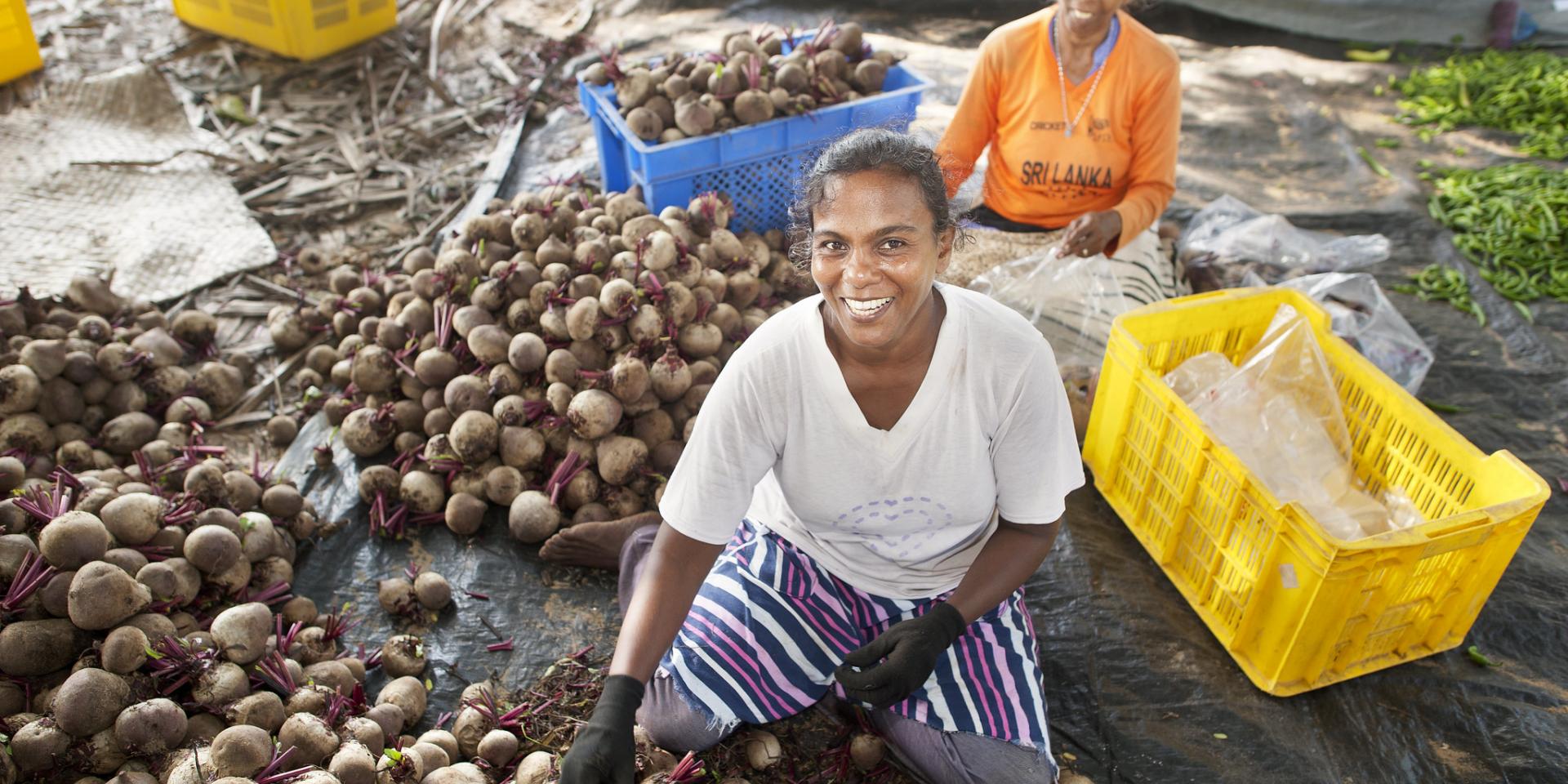 Sorting vegetables in Kalpitiya, Sri Lanka