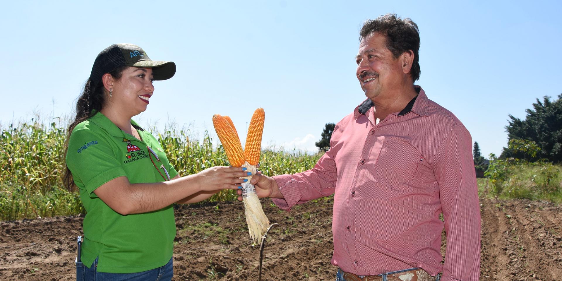 Photo credit: ACCIMMYT. El proyecto ‘Fortalecimiento del Acceso a Mercado para Pequeños Productores de Maíz y Leguminosas en Oaxaca, Chiapas y Campeche’