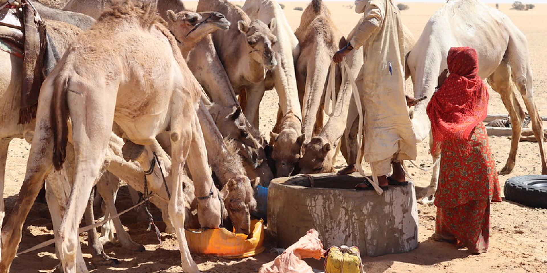 Young woman herder watering camels