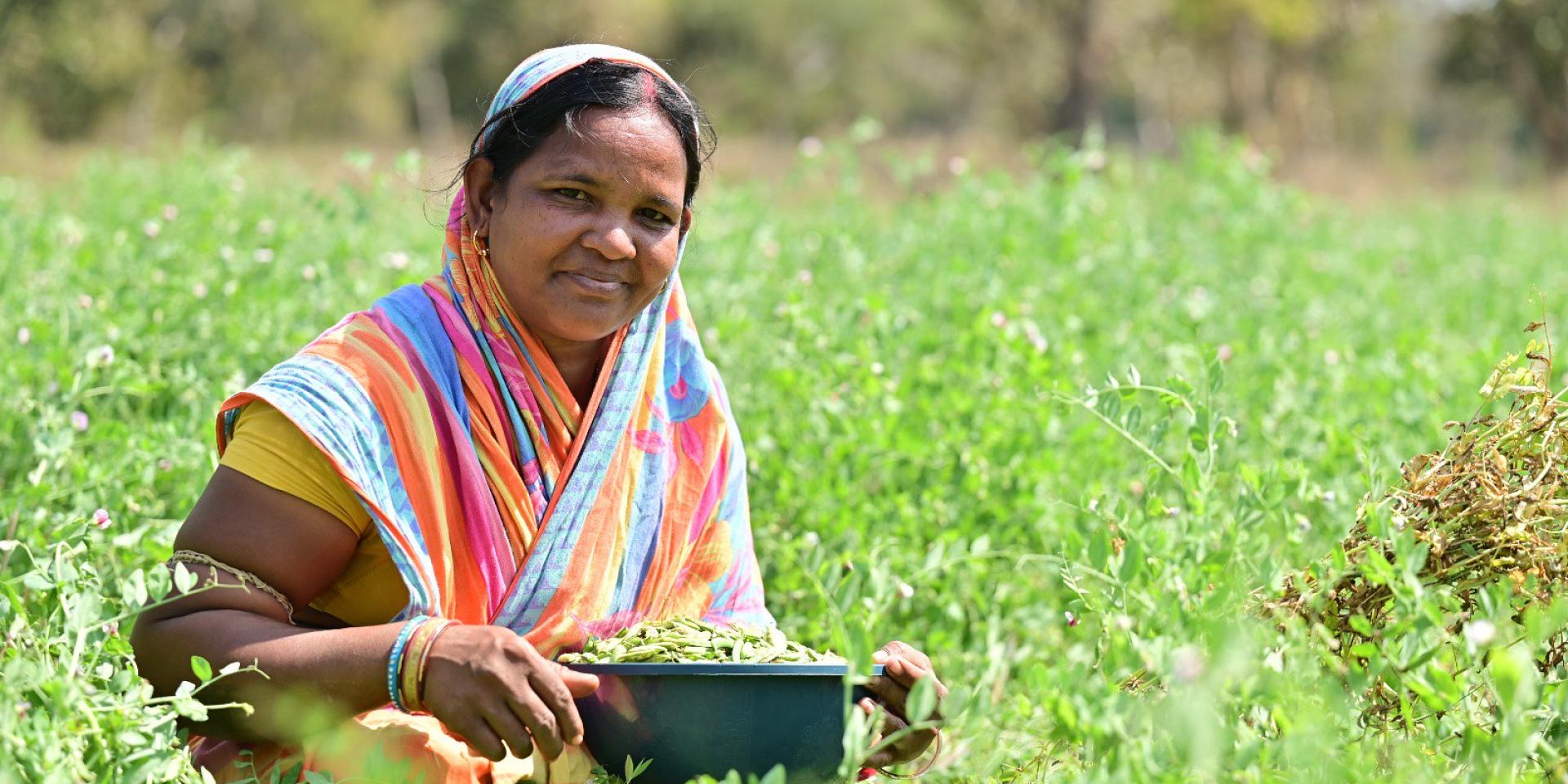 Grass Pea Production in Odisha