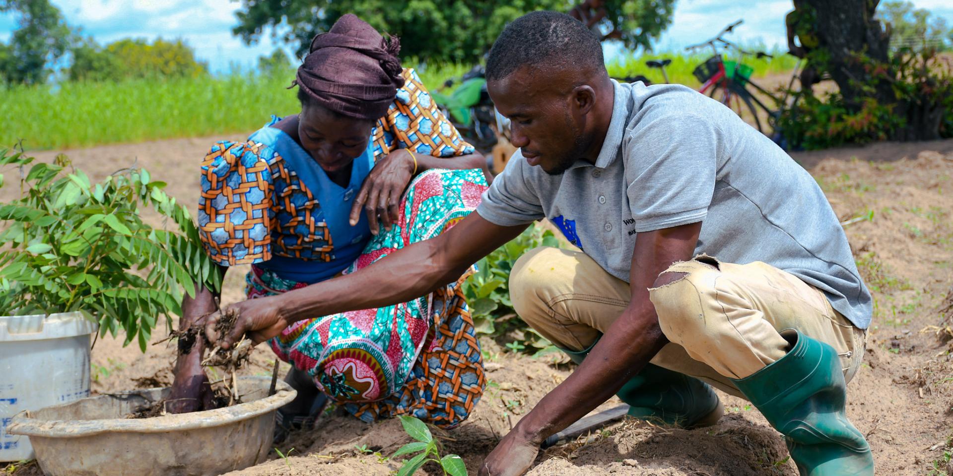 Farmers in using compost manure as they plant.