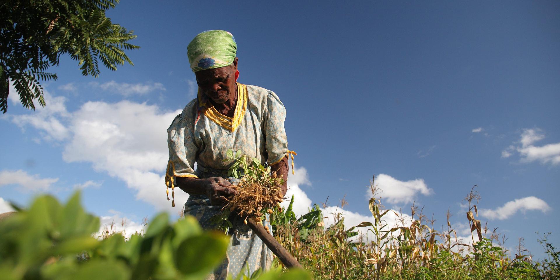 Woman harvesting groundnuts