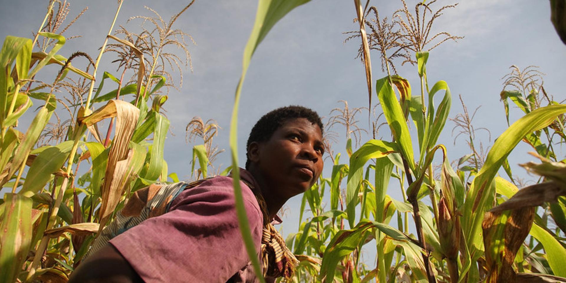 Woman in a maize field