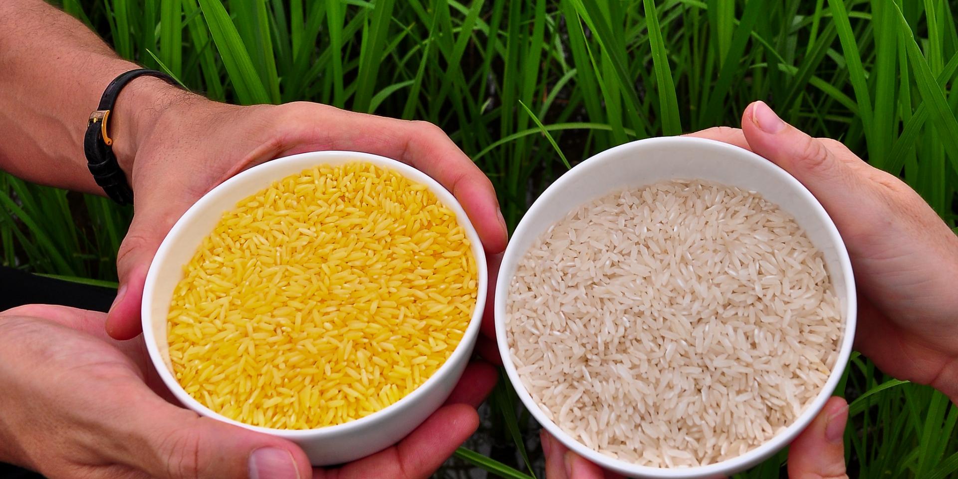 Golden Rice grain compared to white rice.
