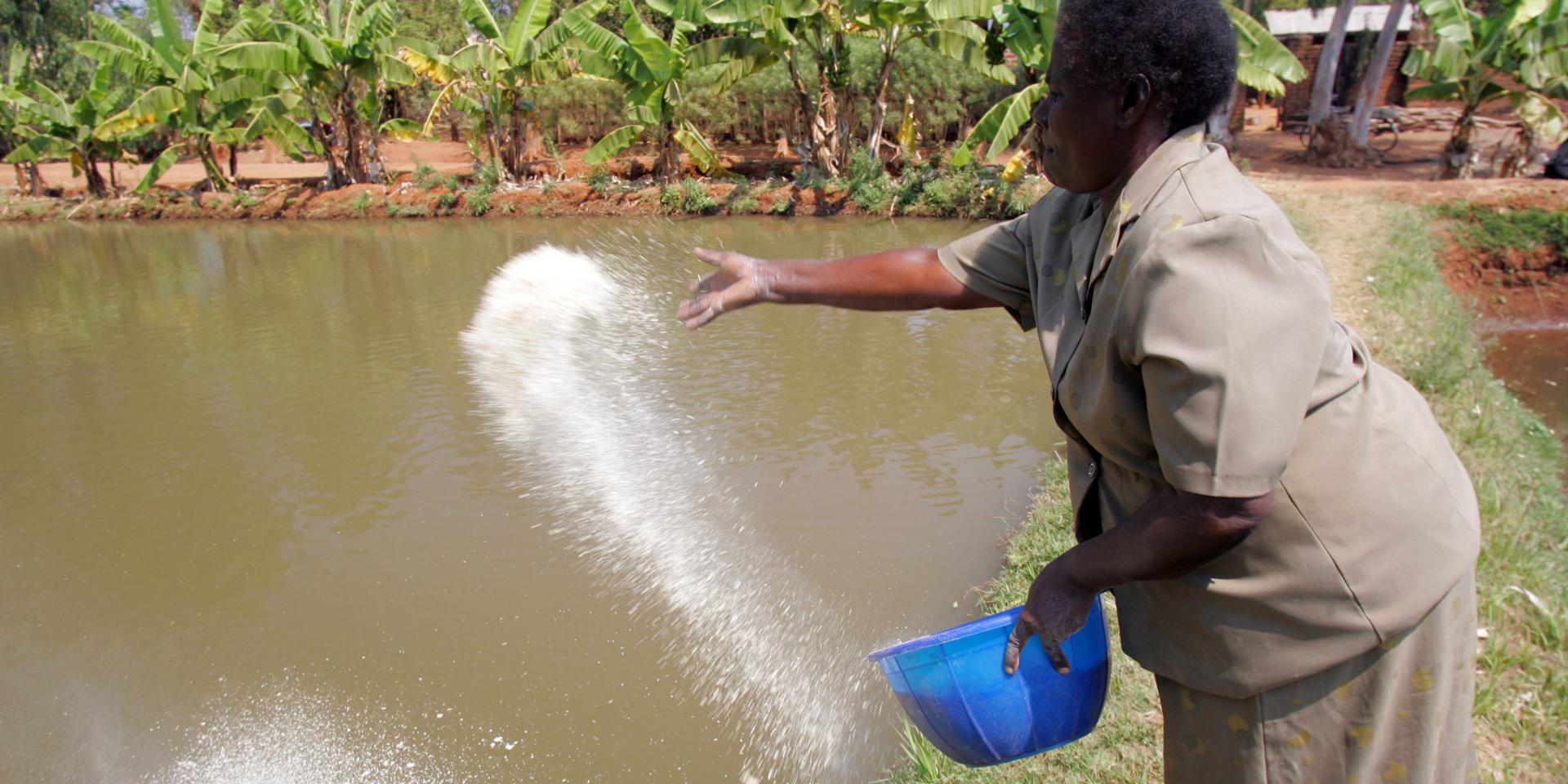 fish feeding