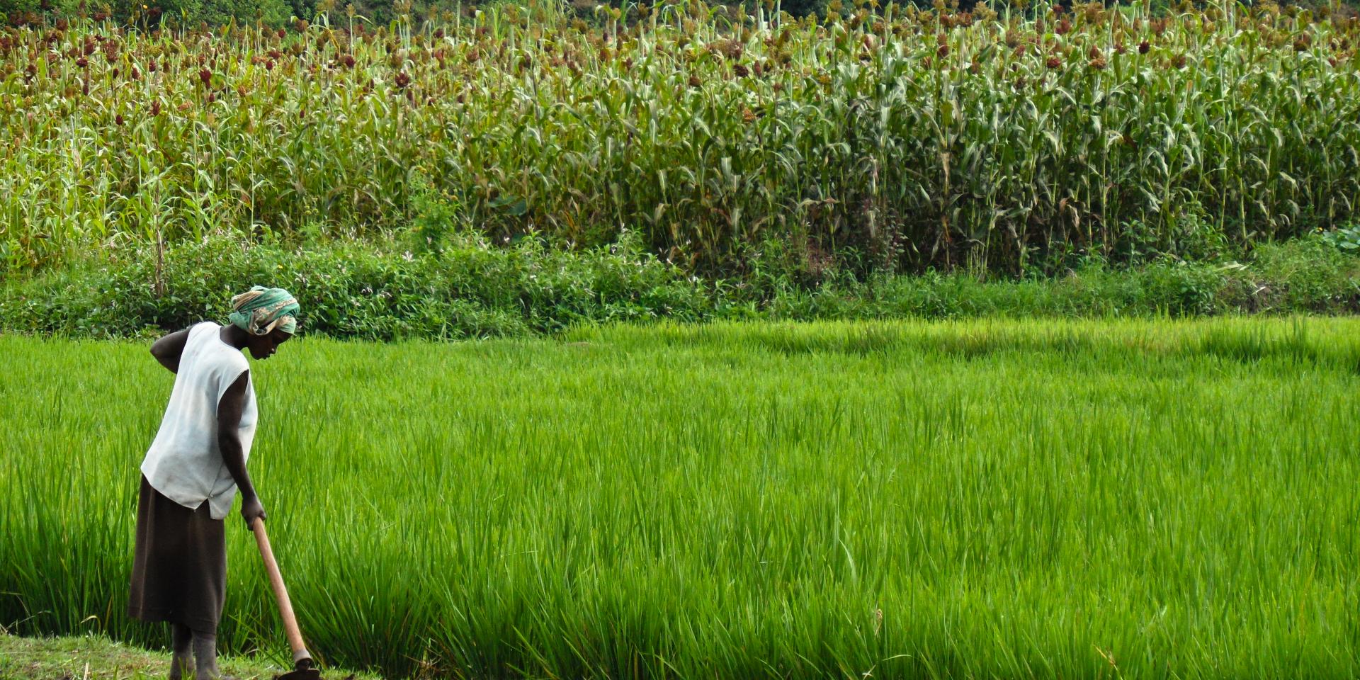 Rice farmer in Rwanda.