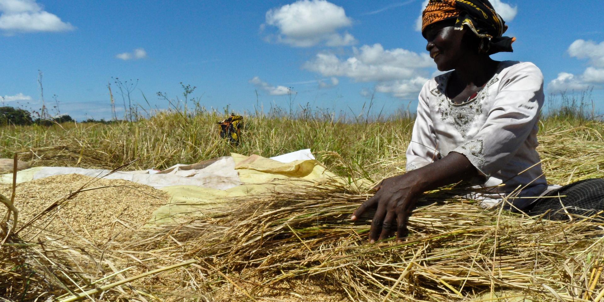 Rice threshing in Tanzania. Photo: IRRI.