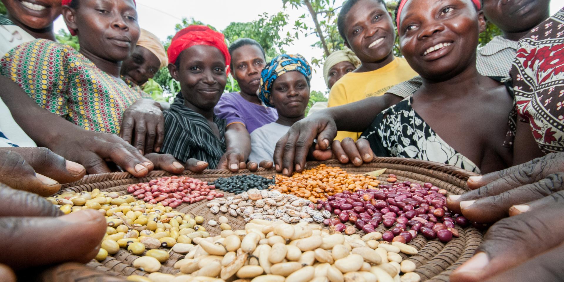 Members of the Kyamaleera Woman’s Handicraft Association crowd around a basket of colourful beans. 15 varieties of seeds were introduced to farmers in Hoima, north-western Uganda, each with different properties: drought resilience; disease tolerance; high iron.