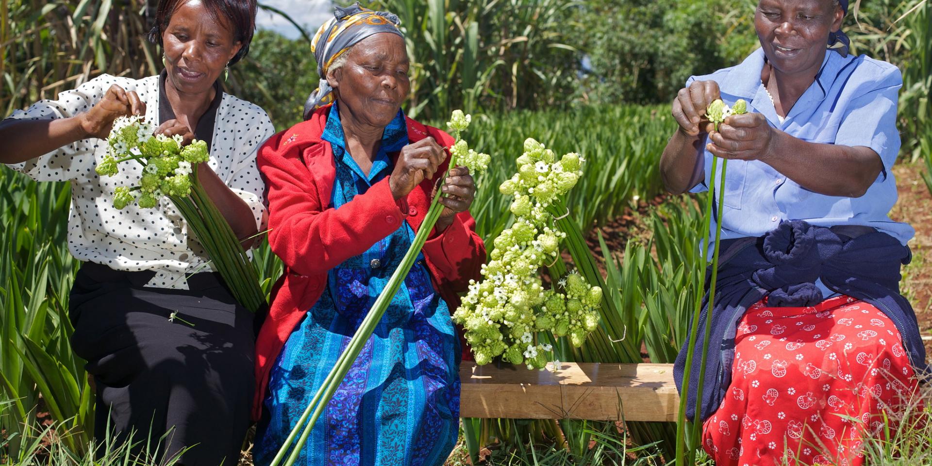 Three women at a flower field in Kenya.