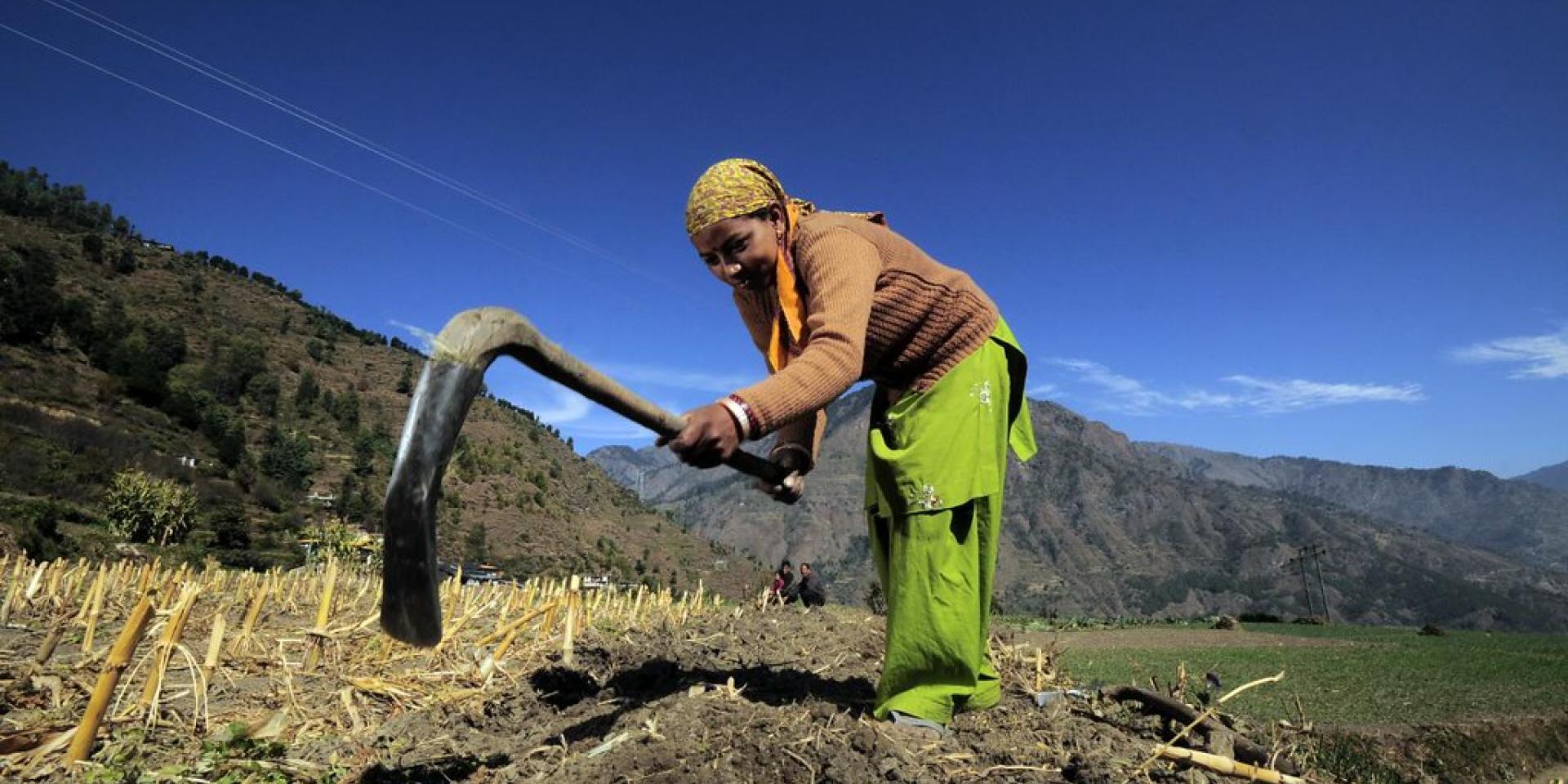 A farmer at work near Bejling village, Himachal Pradesh, India.