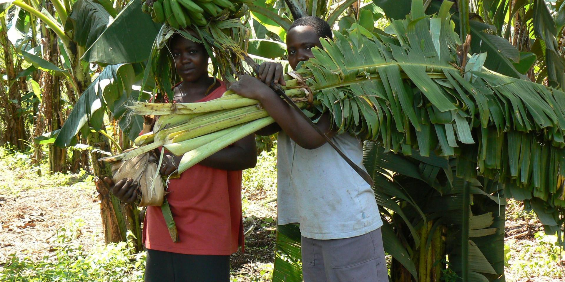 Banana farmers