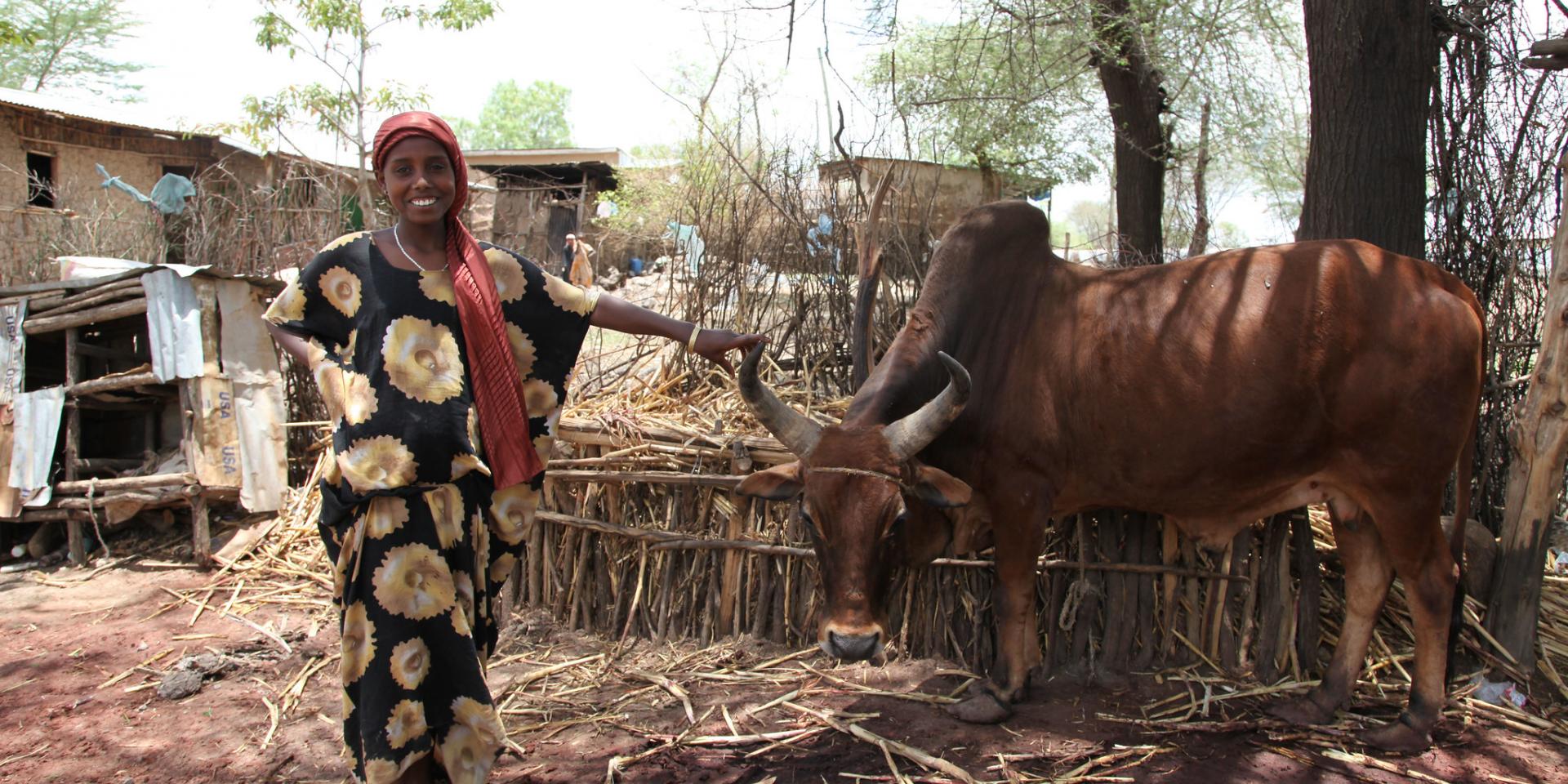 Cattle fattening