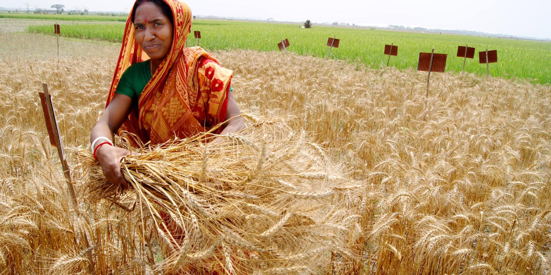 Photo credit: T. Krupnik/CIMMYT.