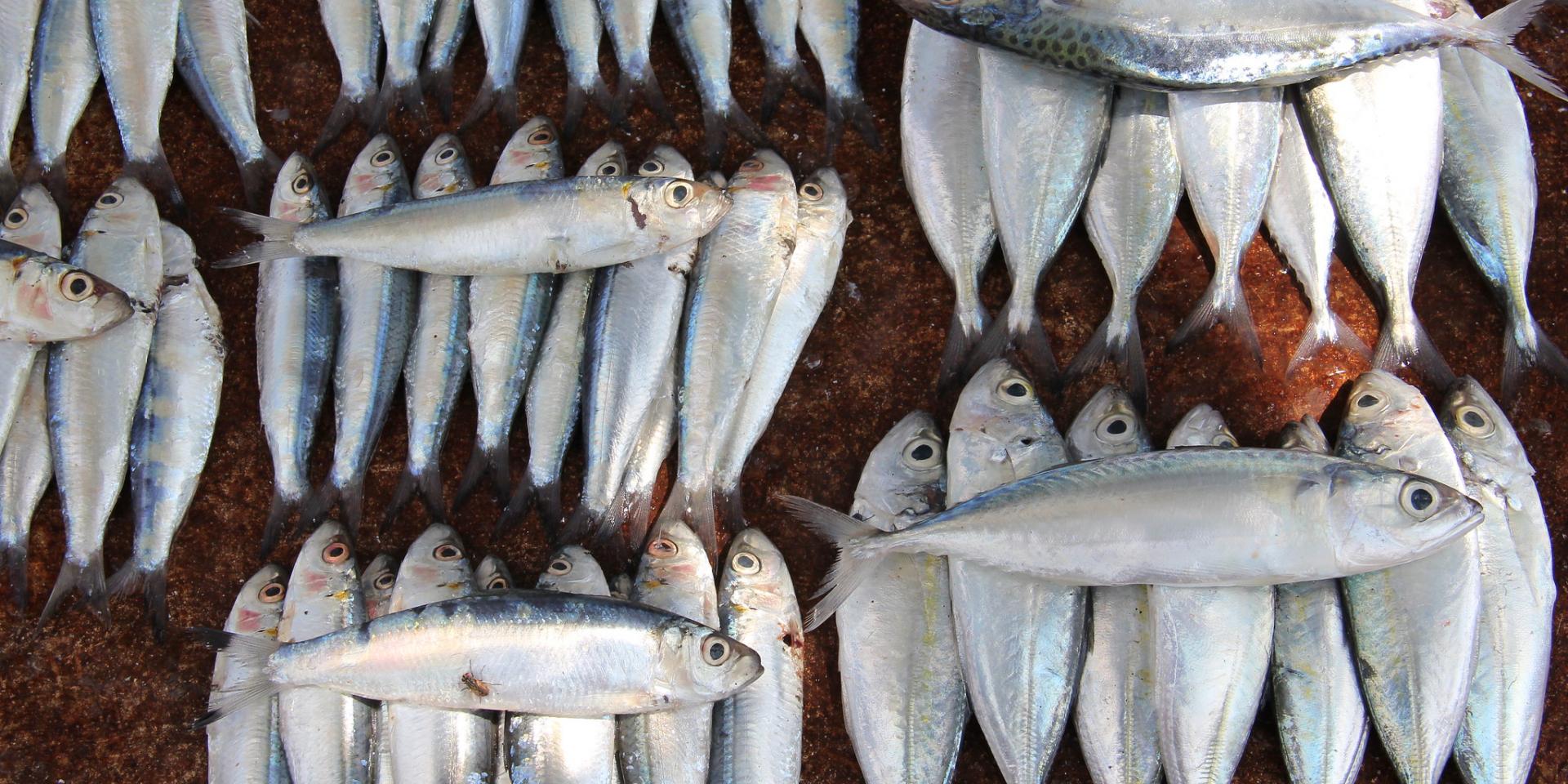 Fish sold at a roadside stall in Dili, Timor-Leste.