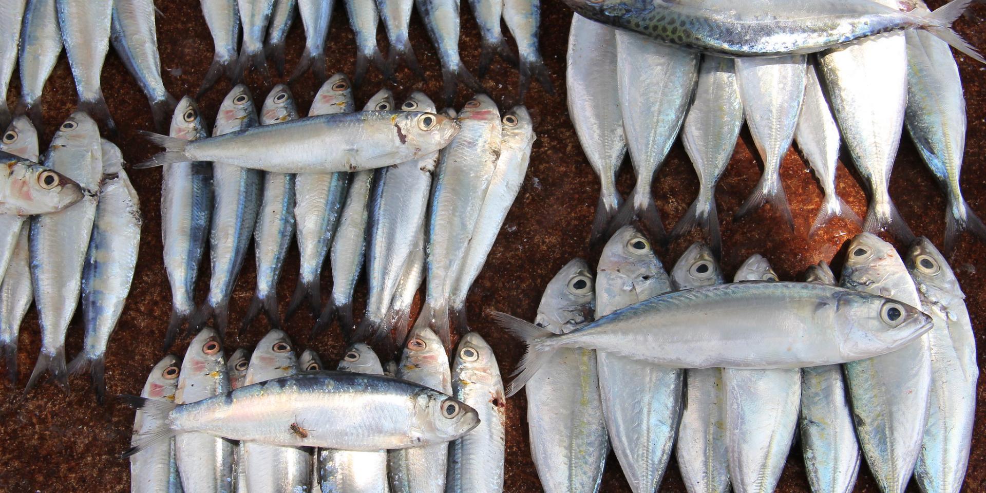 Fish sold at a roadside stall in Dili, Timor-Leste. 